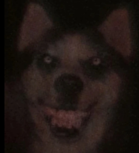 smiledog